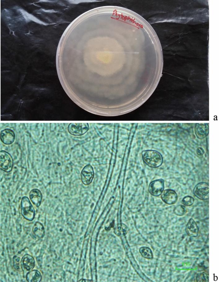 https://cdn.ncbi.nlm.nih.gov/pmc/blobs/85e3/7431856/4e21215a627e/41598_2020_69410_Fig1_HTML.jpg