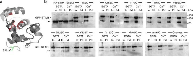 https://cdn.ncbi.nlm.nih.gov/pmc/blobs/85e5/6208404/5c42c03f8132/41467_2018_6816_Fig6_HTML.jpg