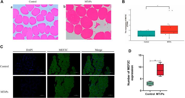 https://cdn.ncbi.nlm.nih.gov/pmc/blobs/85e5/9669483/63e85010a269/fphar-13-1031804-g001.jpg