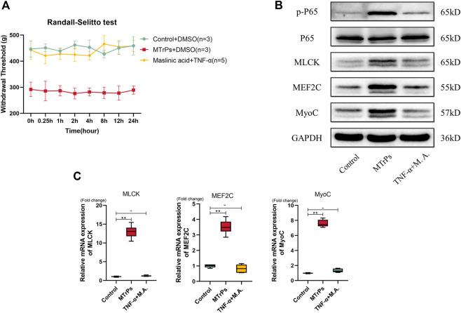 https://cdn.ncbi.nlm.nih.gov/pmc/blobs/85e5/9669483/cfbf3a57140a/fphar-13-1031804-g005.jpg