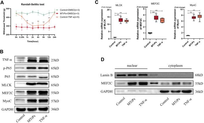 https://cdn.ncbi.nlm.nih.gov/pmc/blobs/85e5/9669483/fc6758a28594/fphar-13-1031804-g003.jpg