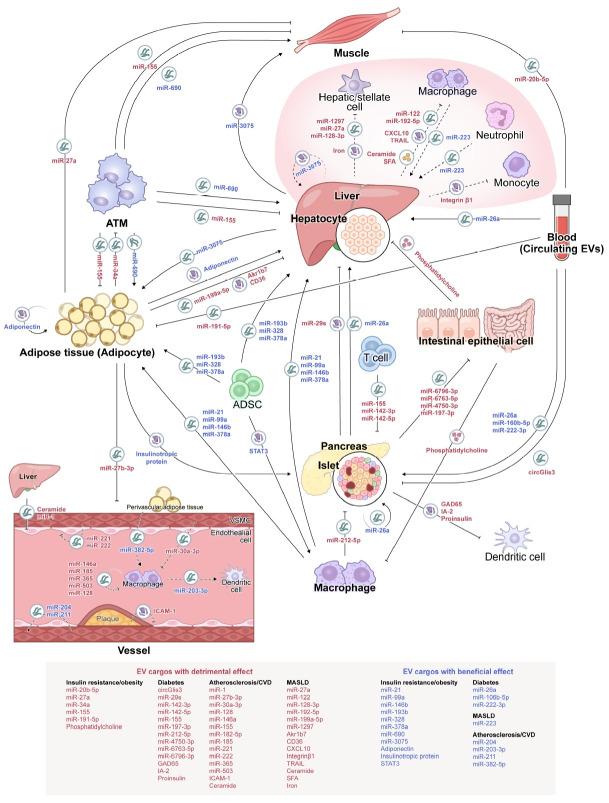 https://cdn.ncbi.nlm.nih.gov/pmc/blobs/85eb/12086558/6d96bf925263/dmj-2025-0184f2.jpg