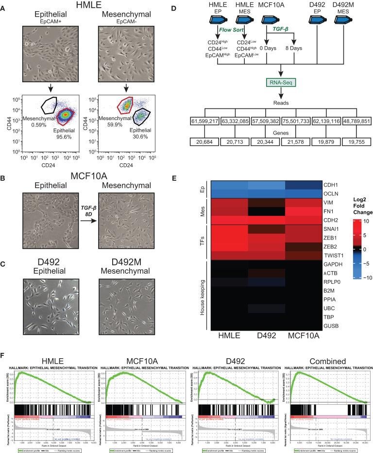 https://cdn.ncbi.nlm.nih.gov/pmc/blobs/85ee/10726128/7bb9ee043362/fonc-13-1249895-g001.jpg