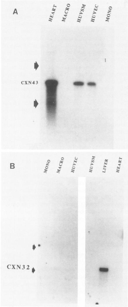 https://cdn.ncbi.nlm.nih.gov/pmc/blobs/85f3/1886737/0658cc4148b6/amjpathol00074-0247-a.jpg