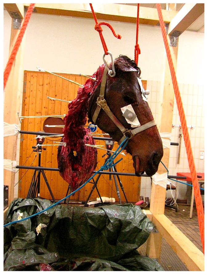 https://cdn.ncbi.nlm.nih.gov/pmc/blobs/85f4/12345553/31aa9feddb6a/animals-15-02259-g003.jpg