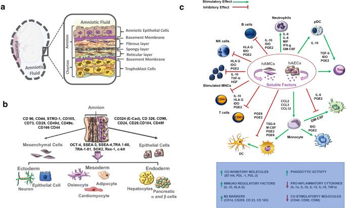 https://cdn.ncbi.nlm.nih.gov/pmc/blobs/85ff/7283202/219f9ff6bbf8/11892_2020_1316_Fig1_HTML.jpg