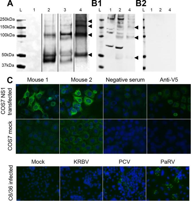 https://cdn.ncbi.nlm.nih.gov/pmc/blobs/8602/5506557/64138a7298b1/sph0041723190006.jpg