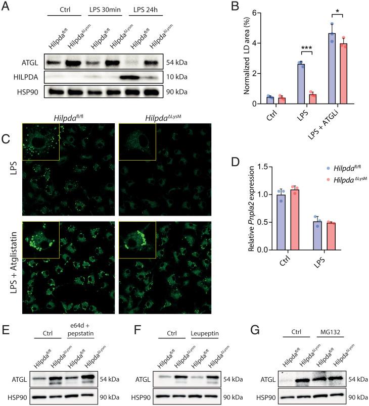 https://cdn.ncbi.nlm.nih.gov/pmc/blobs/8602/8944848/04f7dd481bde/pnas.2114739119fig02.jpg