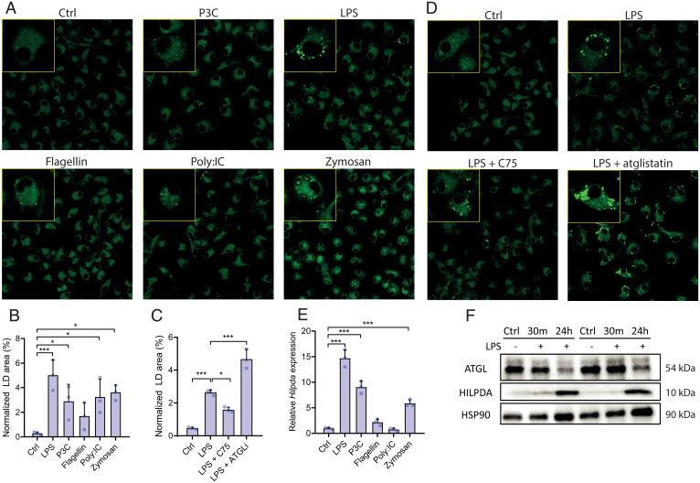 https://cdn.ncbi.nlm.nih.gov/pmc/blobs/8602/8944848/3769a6fe34b0/pnas.2114739119fig01.jpg