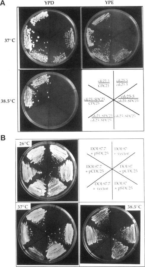 https://cdn.ncbi.nlm.nih.gov/pmc/blobs/8605/275907/1ab029f9d954/mbc00011-0046-a.jpg