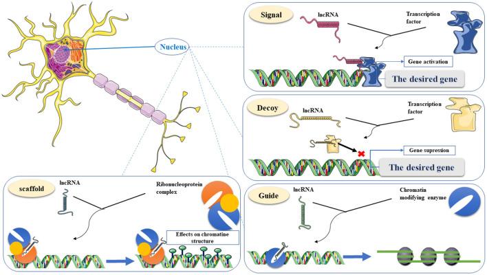 https://cdn.ncbi.nlm.nih.gov/pmc/blobs/8607/8490871/4514d3579848/fnagi-13-709568-g0003.jpg
