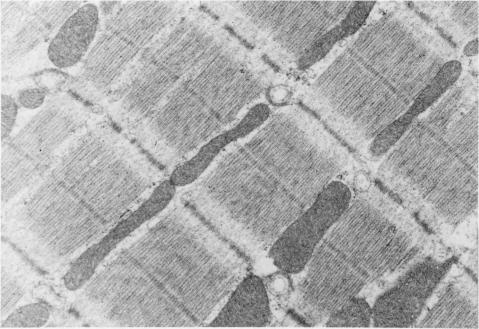 https://cdn.ncbi.nlm.nih.gov/pmc/blobs/860b/2595923/471fd895a436/yjbm00123-0012-a.jpg