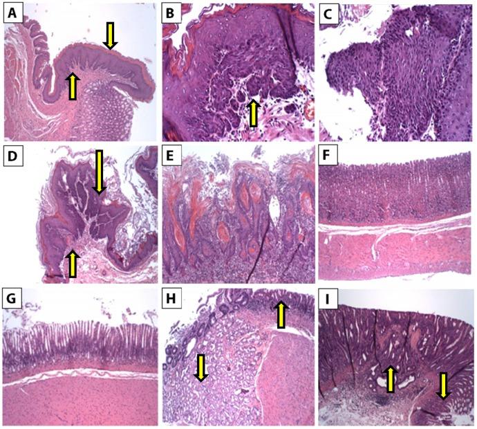https://cdn.ncbi.nlm.nih.gov/pmc/blobs/860b/4323369/cc5d4fbe096e/ijbsv11p0295g002.jpg