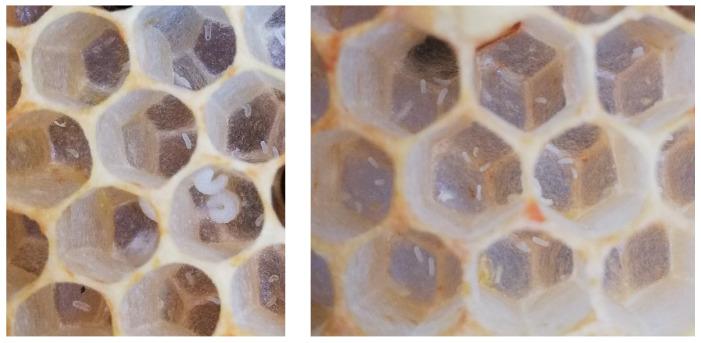 https://cdn.ncbi.nlm.nih.gov/pmc/blobs/860e/7559786/55ed408ba510/vetsci-07-00142-g004.jpg
