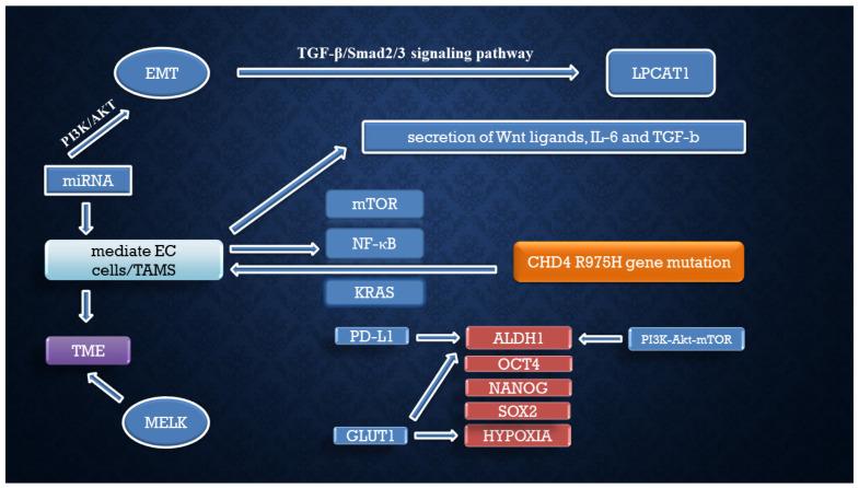 https://cdn.ncbi.nlm.nih.gov/pmc/blobs/8610/12025850/5dffaf663a4f/cells-14-00594-g002.jpg