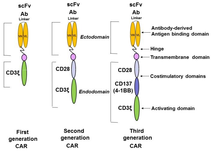 https://cdn.ncbi.nlm.nih.gov/pmc/blobs/8612/4810120/76494ab7d72e/cancers-08-00036-g001.jpg