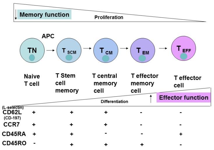 https://cdn.ncbi.nlm.nih.gov/pmc/blobs/8612/4810120/7b6d5002f348/cancers-08-00036-g004.jpg