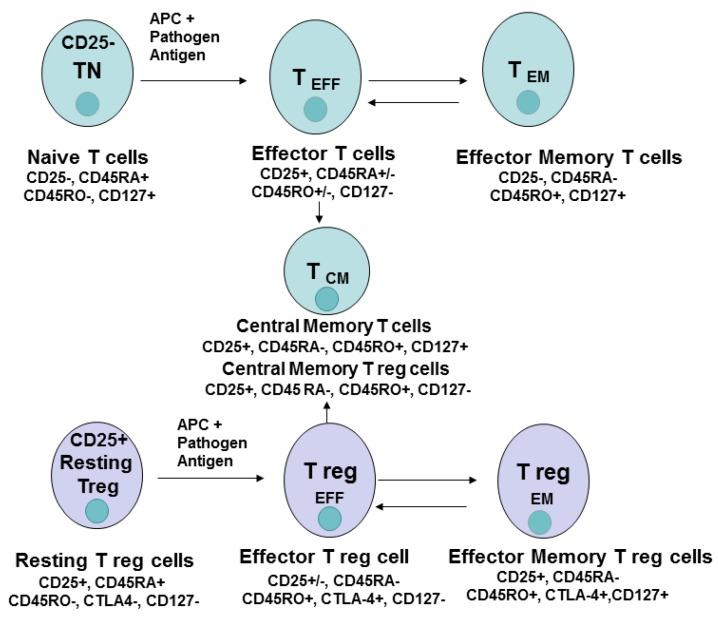 https://cdn.ncbi.nlm.nih.gov/pmc/blobs/8612/4810120/b87d23f7facb/cancers-08-00036-g003.jpg