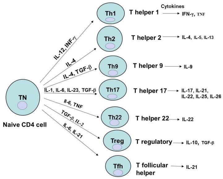 https://cdn.ncbi.nlm.nih.gov/pmc/blobs/8612/4810120/f71e15983531/cancers-08-00036-g002.jpg