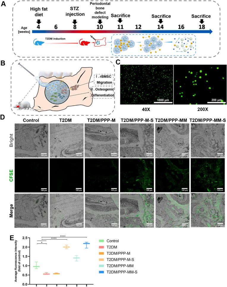 https://cdn.ncbi.nlm.nih.gov/pmc/blobs/8614/9483739/29a7b2f75739/gr6.jpg