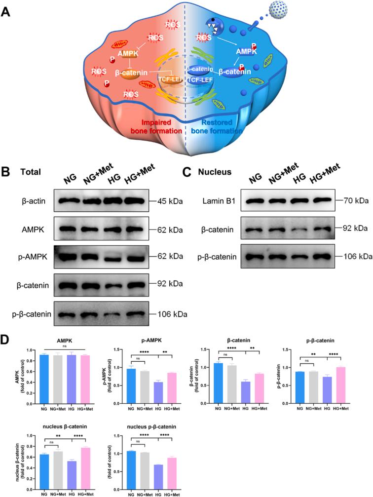 https://cdn.ncbi.nlm.nih.gov/pmc/blobs/8614/9483739/65f409bbea34/gr4.jpg