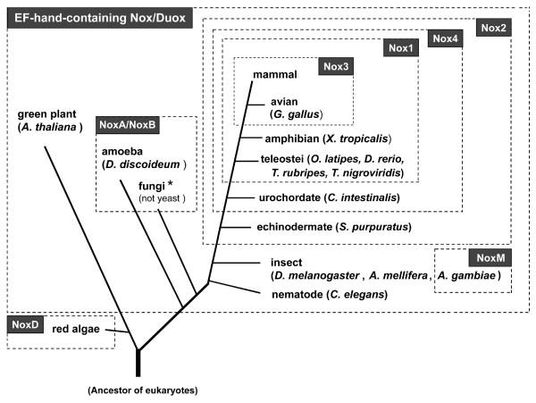 https://cdn.ncbi.nlm.nih.gov/pmc/blobs/8615/1940245/5a1150bf8837/1471-2148-7-109-9.jpg