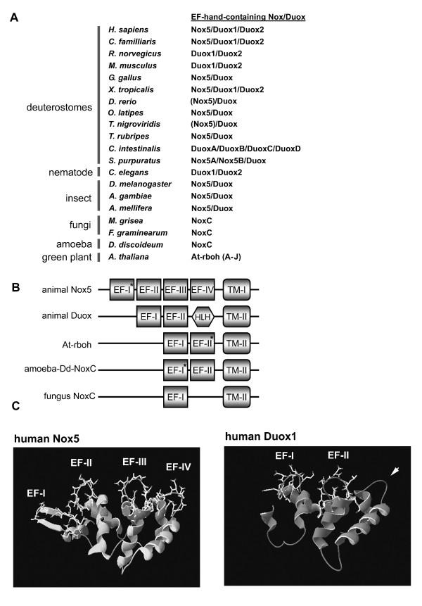 https://cdn.ncbi.nlm.nih.gov/pmc/blobs/8615/1940245/90f1eb7809b8/1471-2148-7-109-8.jpg