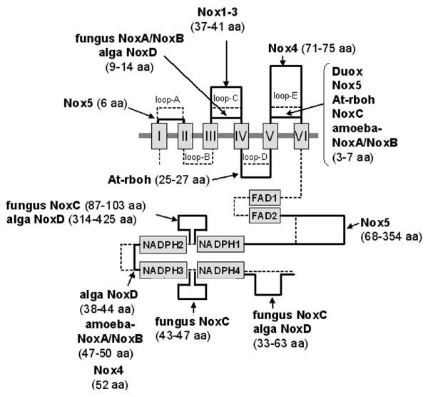 https://cdn.ncbi.nlm.nih.gov/pmc/blobs/8615/1940245/a6e2479dc515/1471-2148-7-109-4.jpg
