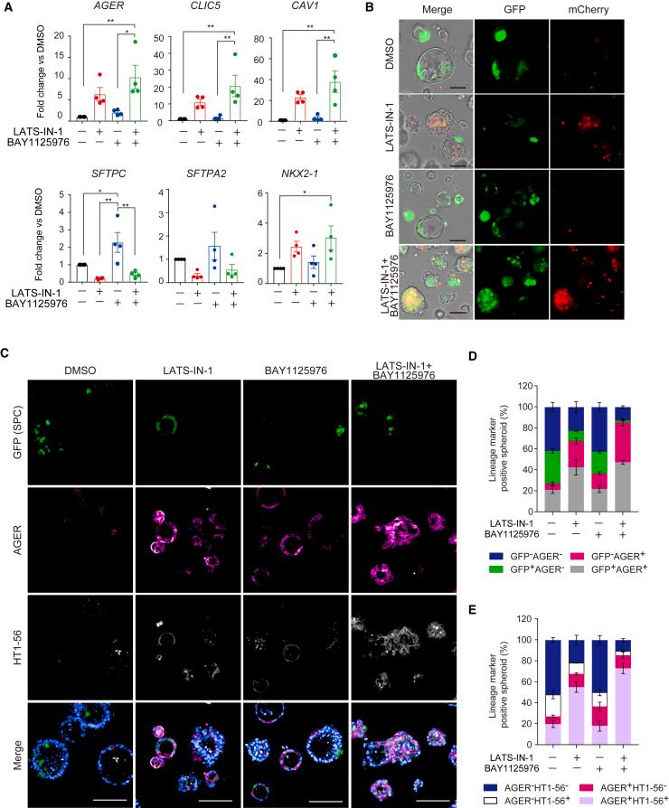 https://cdn.ncbi.nlm.nih.gov/pmc/blobs/8617/11096435/1c0daaf4fedf/gr4.jpg