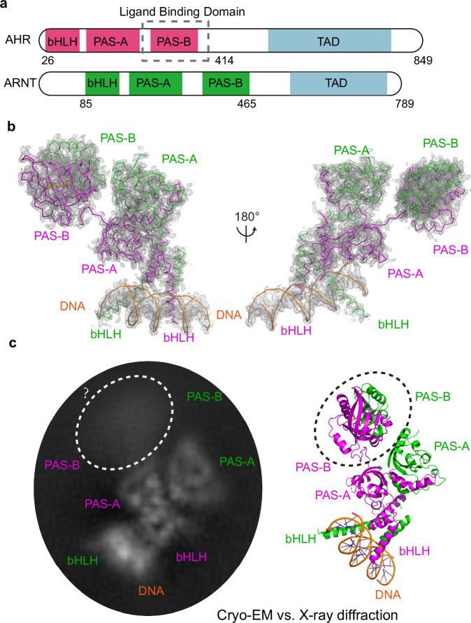 https://cdn.ncbi.nlm.nih.gov/pmc/blobs/8619/11791172/acca831f2512/41467_2025_56574_Fig1_HTML.jpg