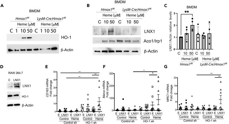 https://cdn.ncbi.nlm.nih.gov/pmc/blobs/861a/9450142/61cf8a752b96/gr6.jpg