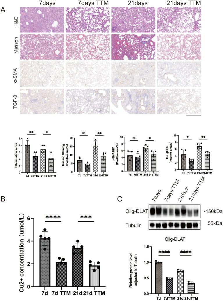 https://cdn.ncbi.nlm.nih.gov/pmc/blobs/861e/12087083/18eeeca7a1dd/40001_2025_2640_Fig3_HTML.jpg