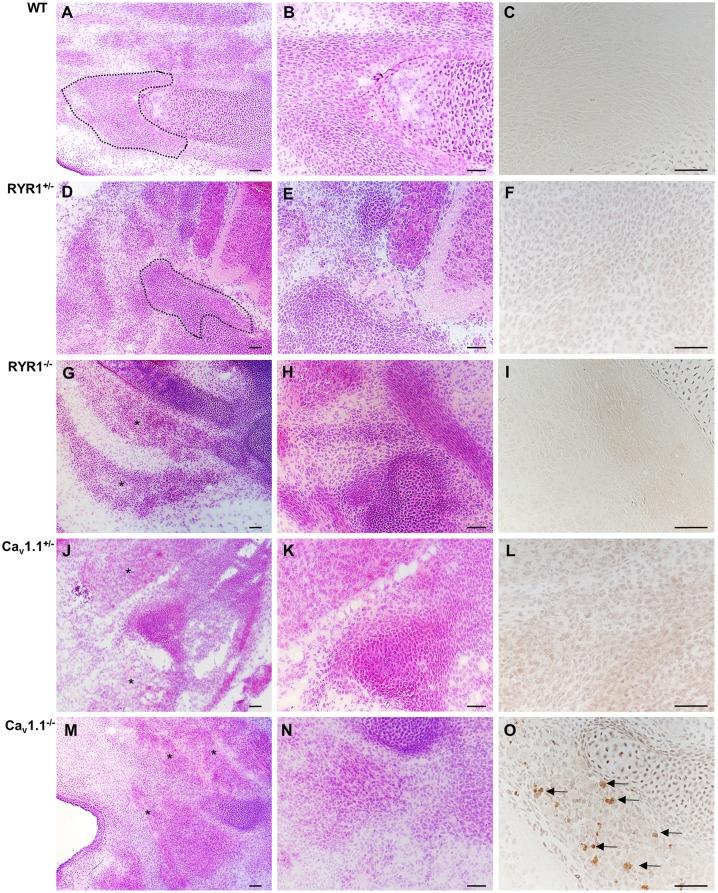 https://cdn.ncbi.nlm.nih.gov/pmc/blobs/861e/5854361/7013b6fe1d72/pone.0194428.g002.jpg