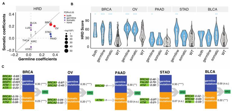 https://cdn.ncbi.nlm.nih.gov/pmc/blobs/861f/8472123/c34991e23981/cancers-13-04572-g002.jpg