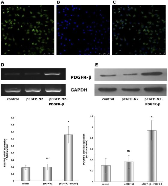 https://cdn.ncbi.nlm.nih.gov/pmc/blobs/8621/3280261/4fdfa5bedda5/pone.0030503.g003.jpg