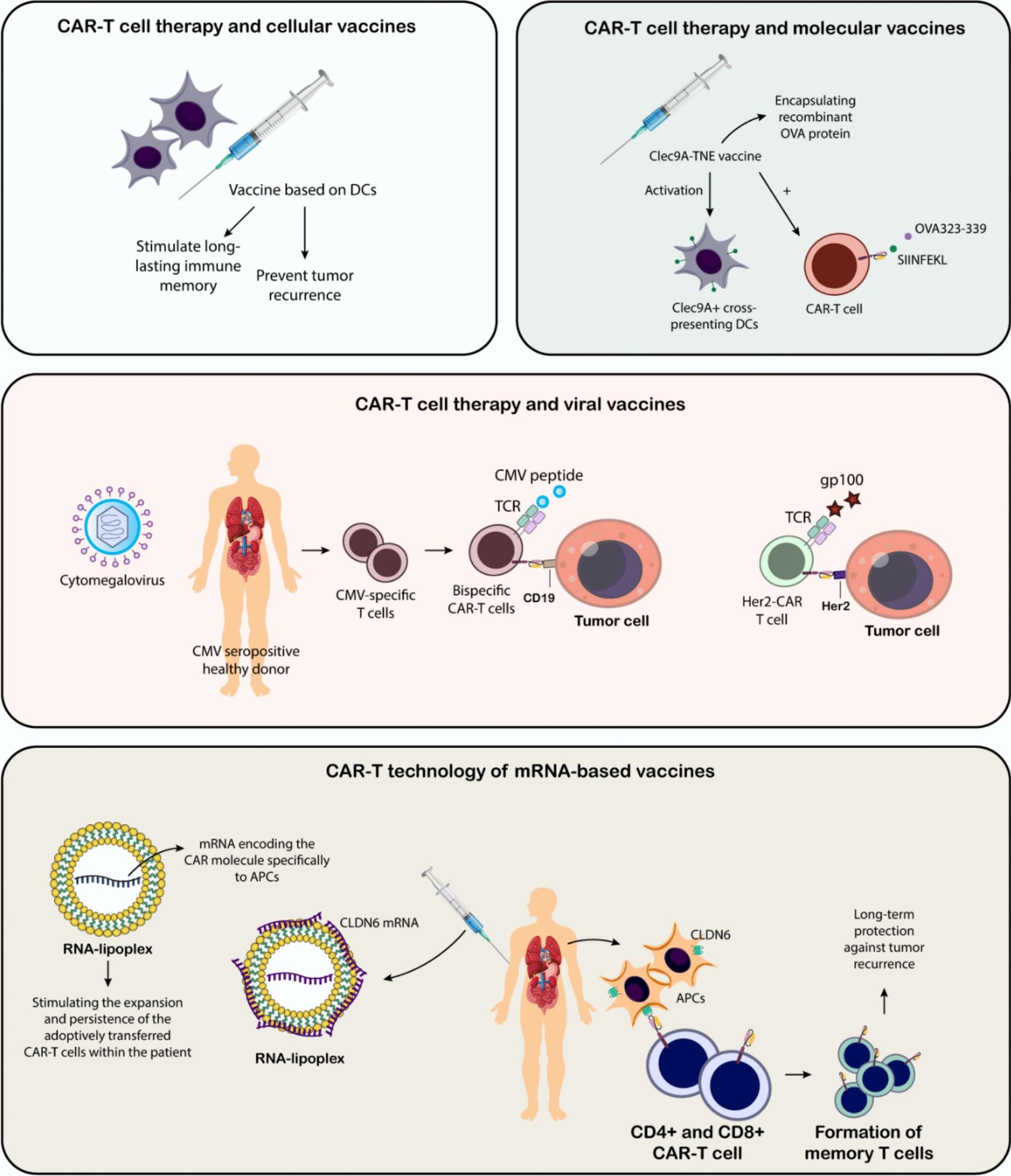 https://cdn.ncbi.nlm.nih.gov/pmc/blobs/8624/12084993/0c3bacad1521/40164_2025_662_Fig7_HTML.jpg