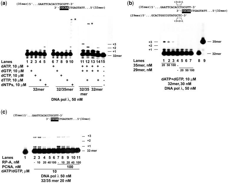 https://cdn.ncbi.nlm.nih.gov/pmc/blobs/8626/3384310/06880e3d95a4/gks186f1.jpg