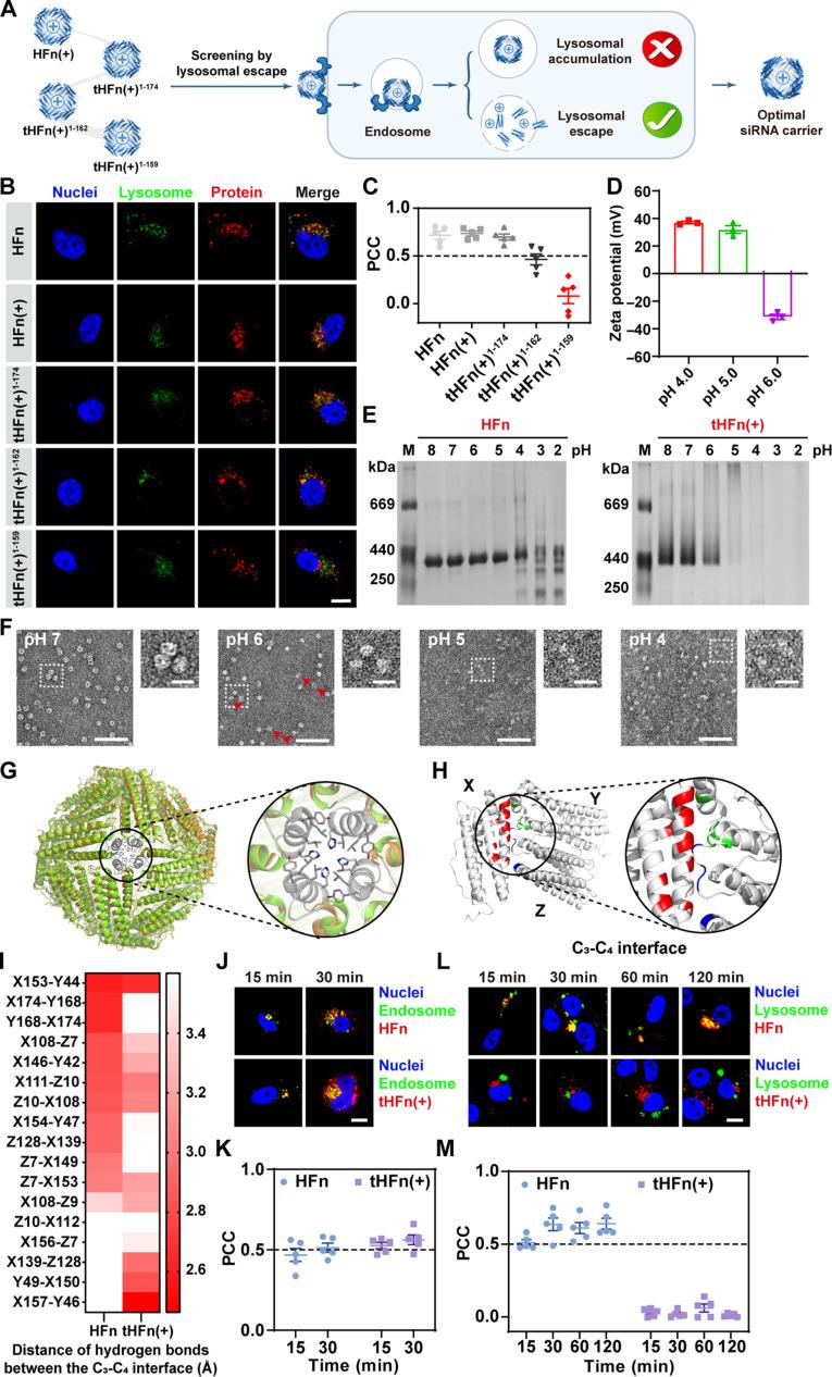 https://cdn.ncbi.nlm.nih.gov/pmc/blobs/8629/11838010/674a6f87176a/sciadv.adr9266-f3.jpg