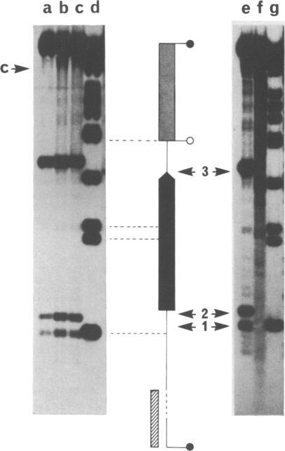 https://cdn.ncbi.nlm.nih.gov/pmc/blobs/8629/320090/0f22d52516b0/nar00334-0125-a.jpg