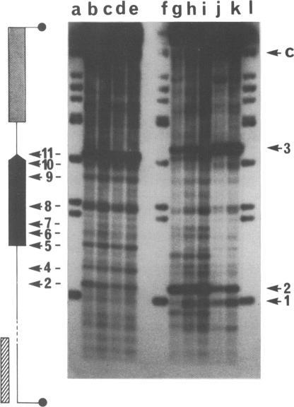 https://cdn.ncbi.nlm.nih.gov/pmc/blobs/8629/320090/213338c28995/nar00334-0133-a.jpg