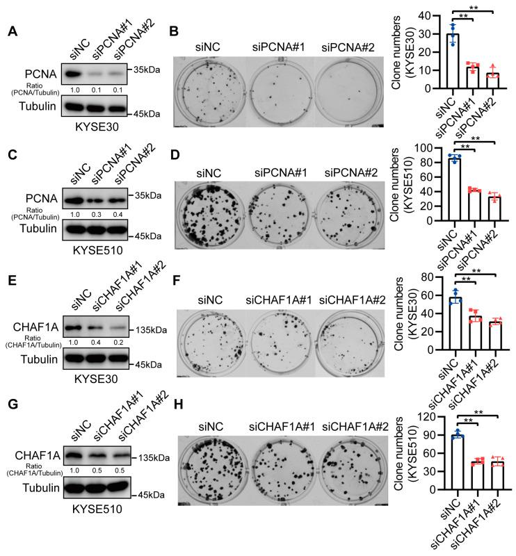 https://cdn.ncbi.nlm.nih.gov/pmc/blobs/862a/10135950/41a5020f1d96/biomedicines-11-01184-g003.jpg