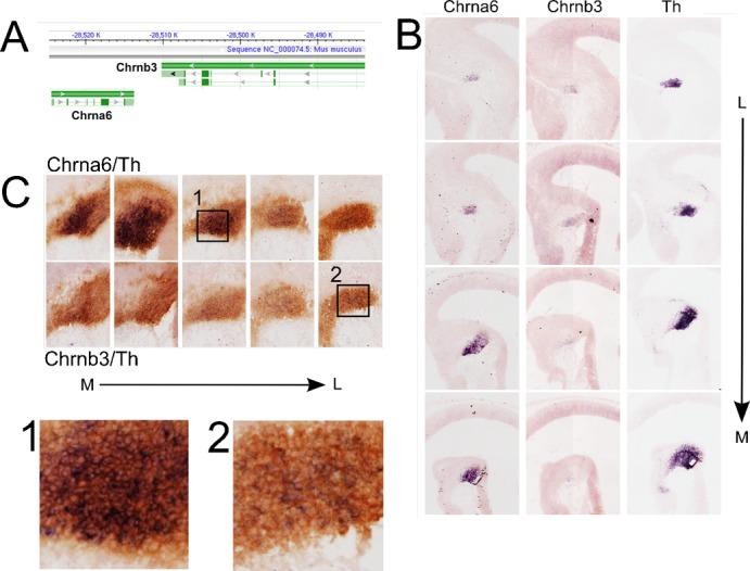 https://cdn.ncbi.nlm.nih.gov/pmc/blobs/862d/3507229/2aeed7e8b708/bio-01-08-693-f06.jpg