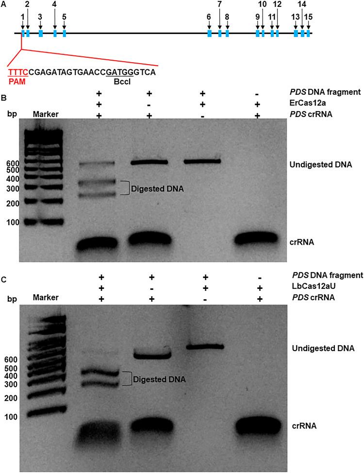 https://cdn.ncbi.nlm.nih.gov/pmc/blobs/862e/10319737/3f199a6f7380/41467_2023_39714_Fig2_HTML.jpg