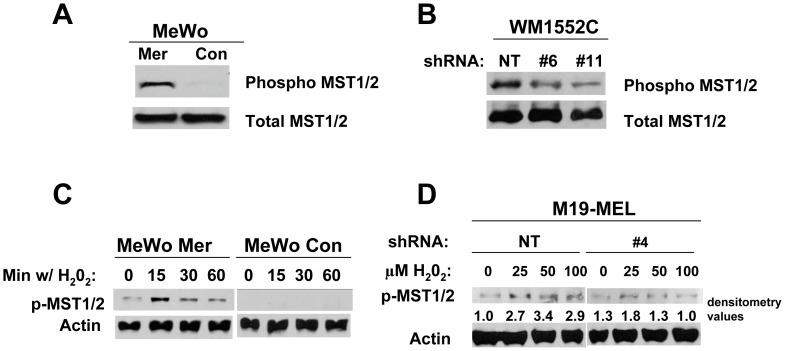 https://cdn.ncbi.nlm.nih.gov/pmc/blobs/8630/3422319/ffccab2ac1c6/pone.0043295.g006.jpg