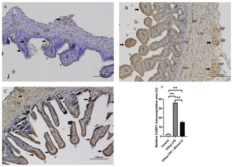 https://cdn.ncbi.nlm.nih.gov/pmc/blobs/8630/9774289/51ce456ced5f/animals-12-03524-g013.jpg
