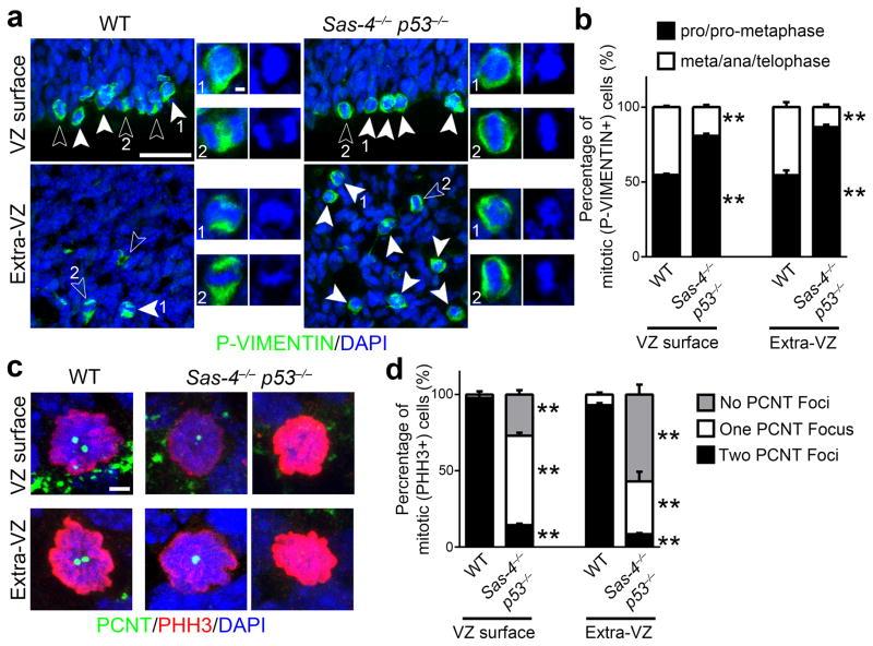 https://cdn.ncbi.nlm.nih.gov/pmc/blobs/8631/4213237/36f74fdce1cc/nihms627780f6.jpg