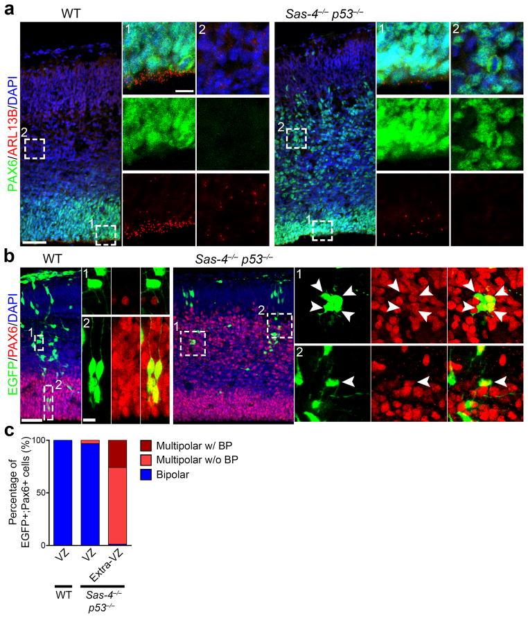 https://cdn.ncbi.nlm.nih.gov/pmc/blobs/8631/4213237/9c139c080804/nihms627780f4.jpg