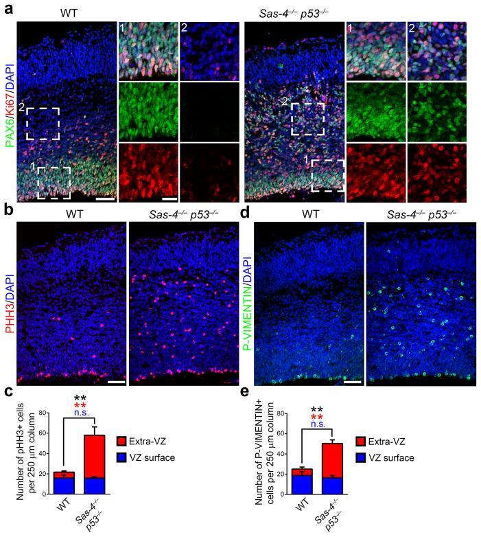 https://cdn.ncbi.nlm.nih.gov/pmc/blobs/8631/4213237/c2fb45294e5f/nihms627780f5.jpg