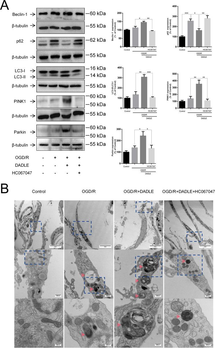 https://cdn.ncbi.nlm.nih.gov/pmc/blobs/8635/11877439/7a8694261242/svn-10-1-g004.jpg