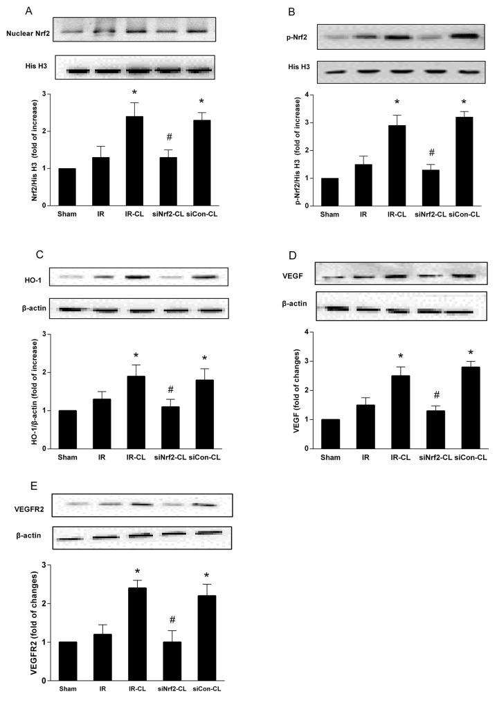 https://cdn.ncbi.nlm.nih.gov/pmc/blobs/8635/5777734/e852ca632935/oncotarget-08-114816-g006.jpg